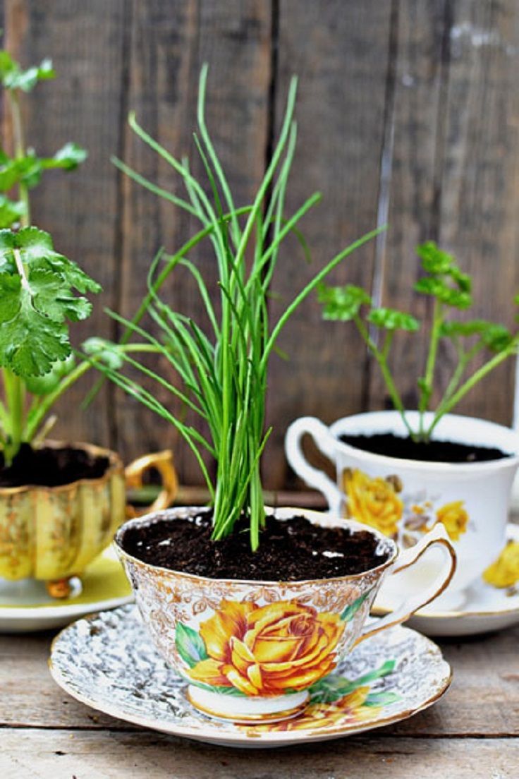 Teacup-Herb-Garden.jpg