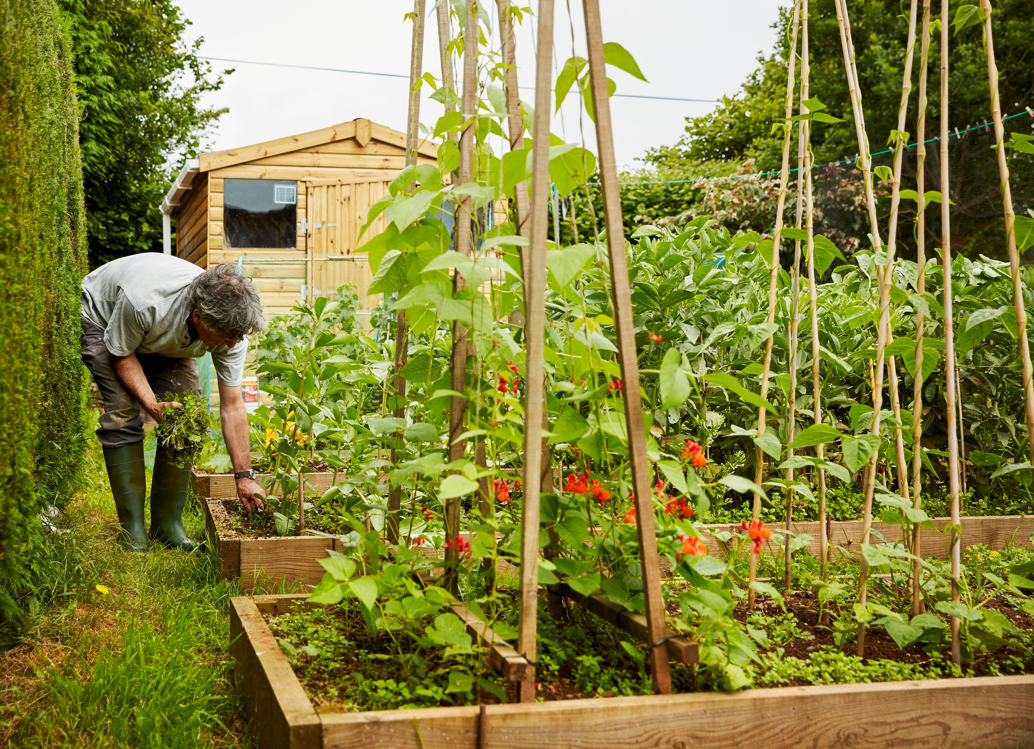 A man working in his garden, weeding raised beds.