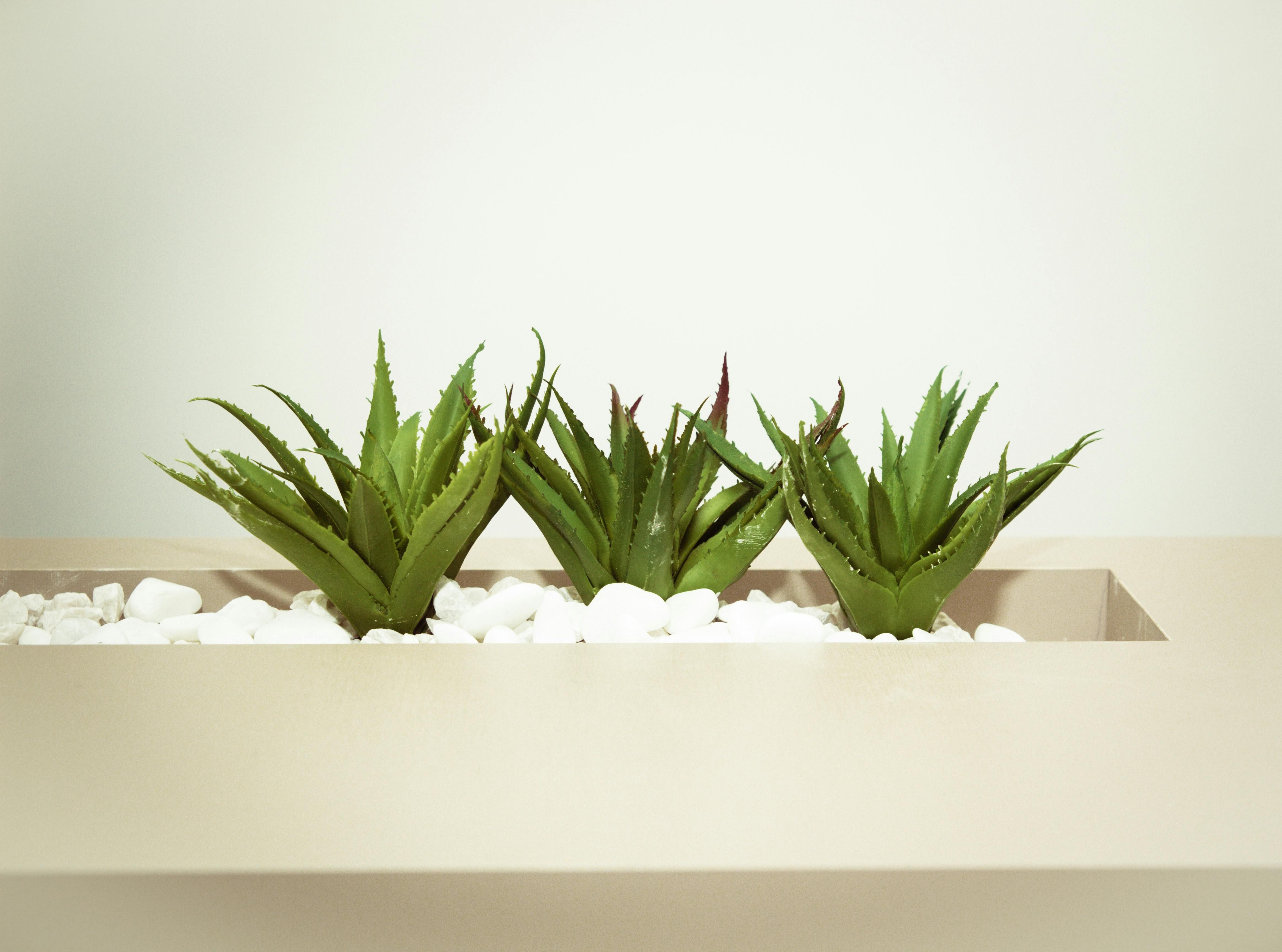 Three Aloe vera plants in white planter