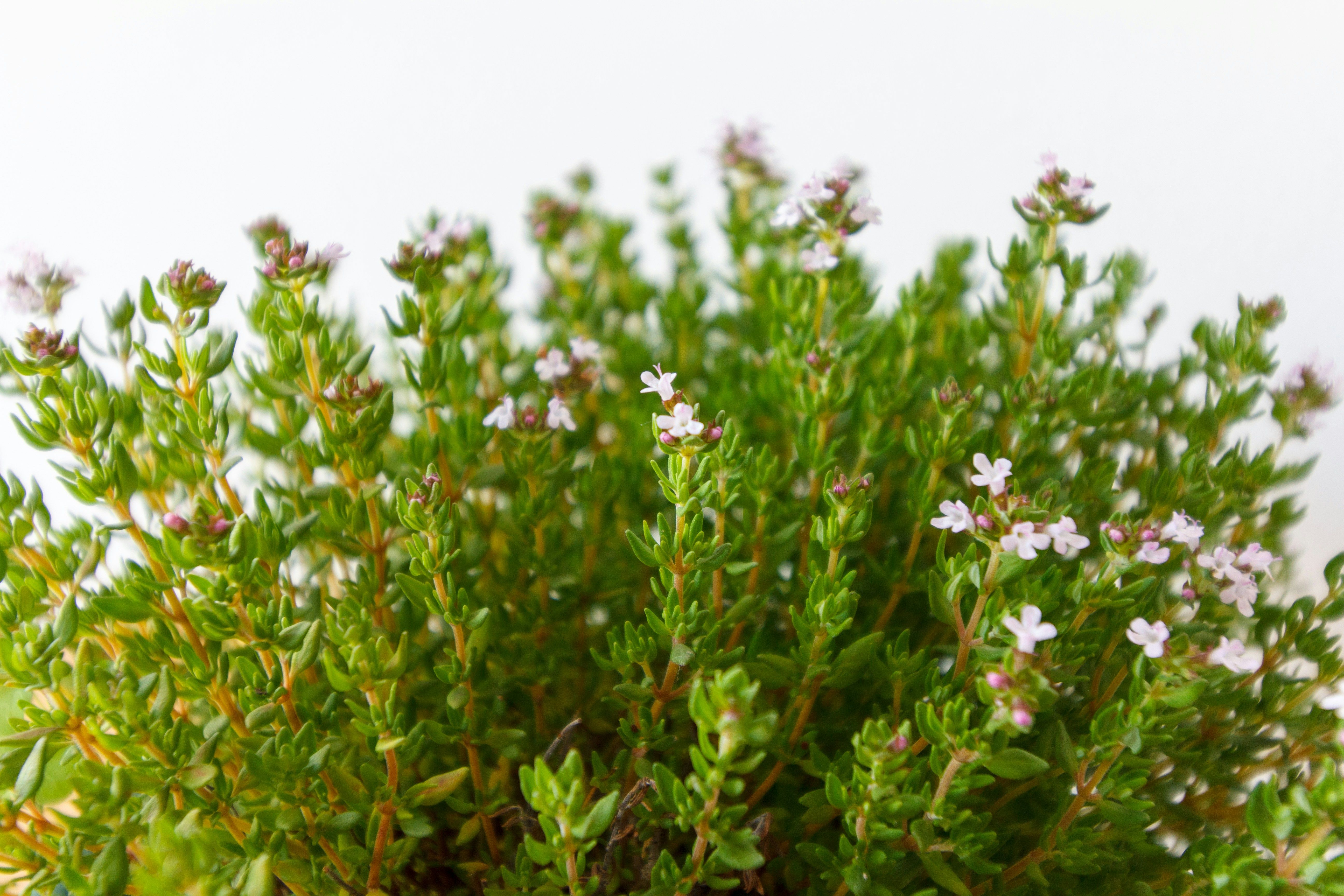 A cluster of thyme with blooming white flowers.