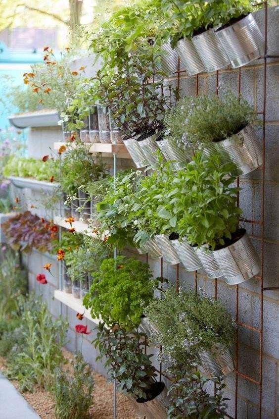 Bunch of herbs planted in many tin cans and hanged from a wall.