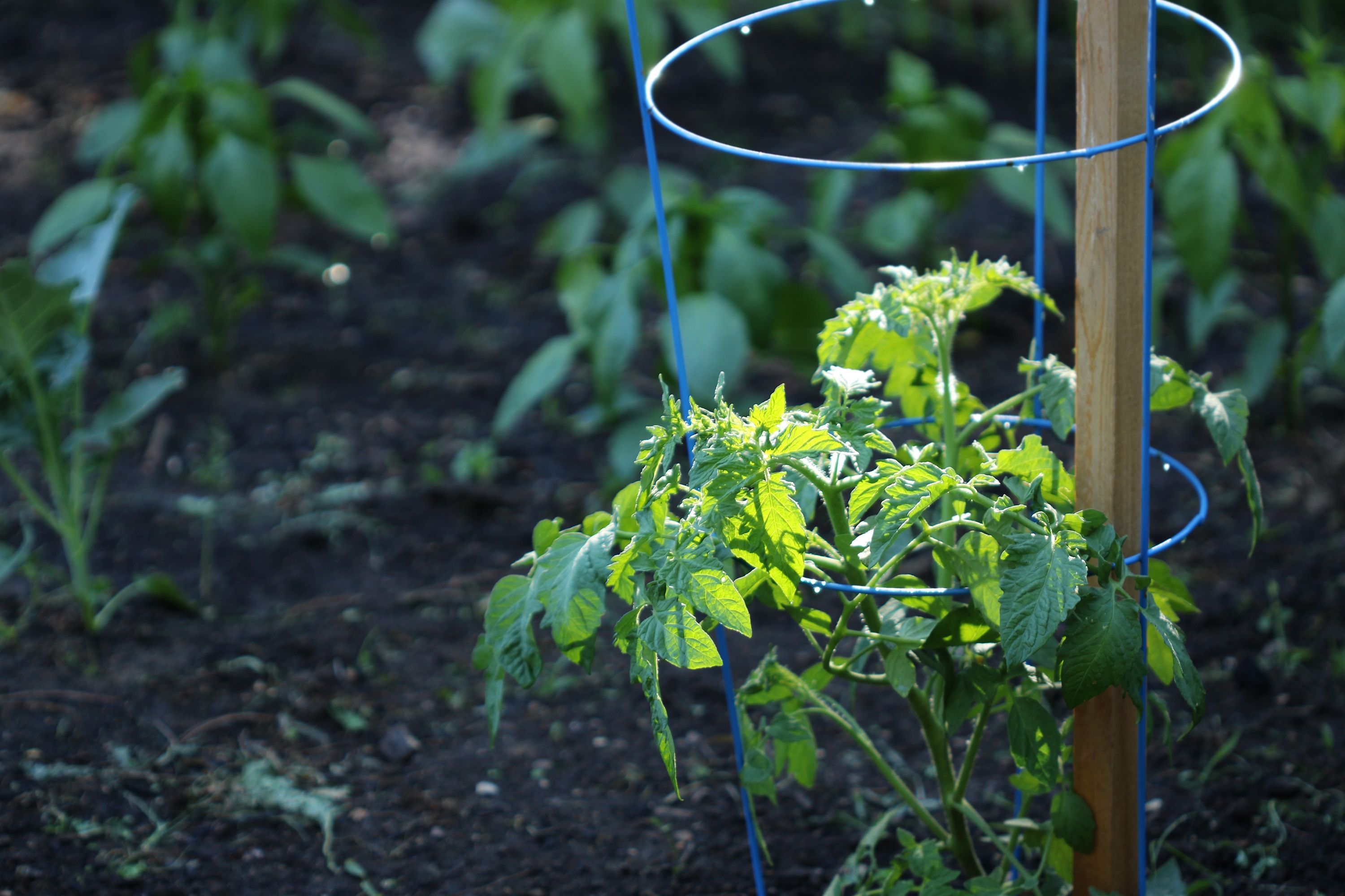 Tomato plant in a garden that is supported by a tomato cage.