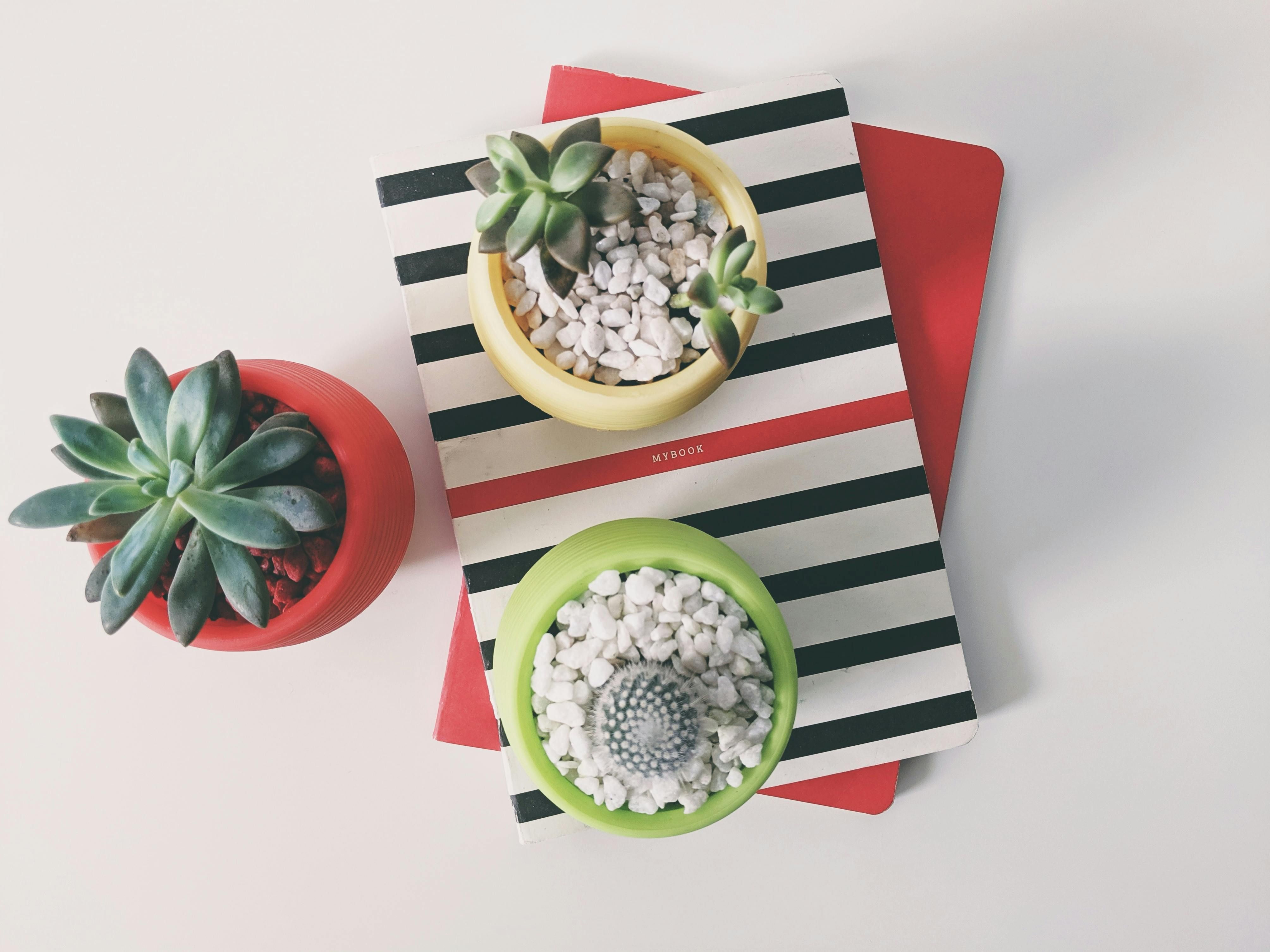 Top view of three succulent plants on a table in a room