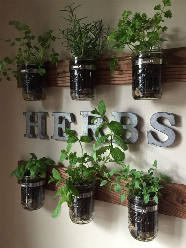 Various herbs are planted in different glass jars and hanged on the wall with a sign that says 