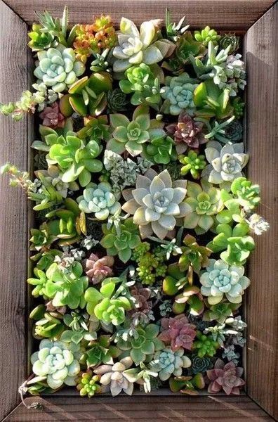 A vertical succulent garden with numerous succulent plants