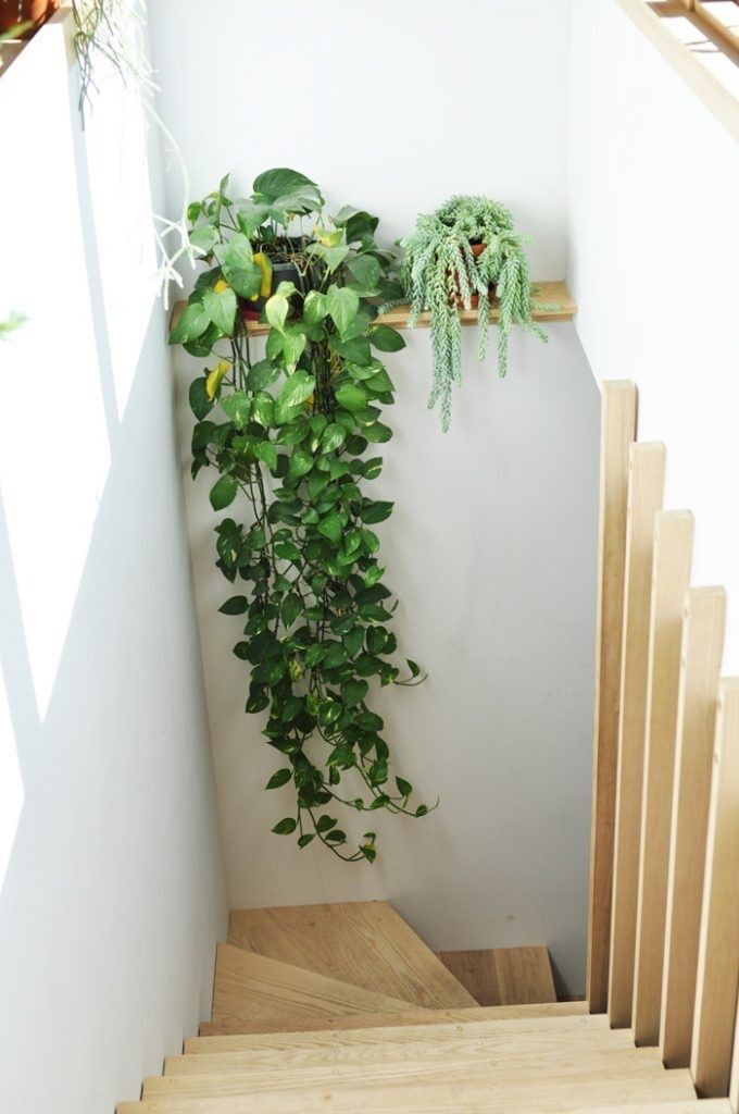 Two types of vines are planted on a shelf that hangs over a stairway.