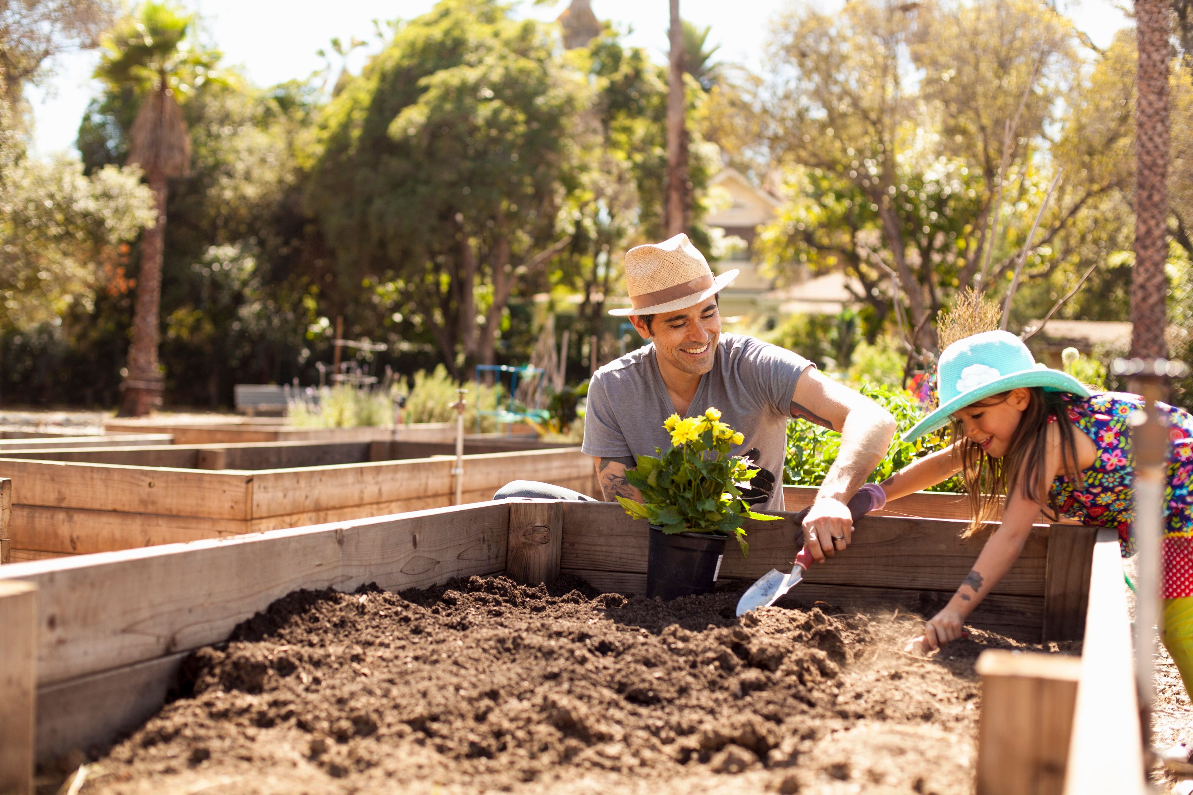 Mid adult man and daughter digging raised bed in community garden.