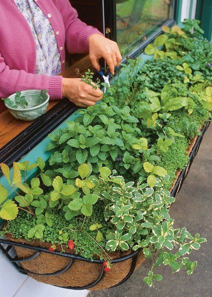 Window Box Herb Garden.jpg