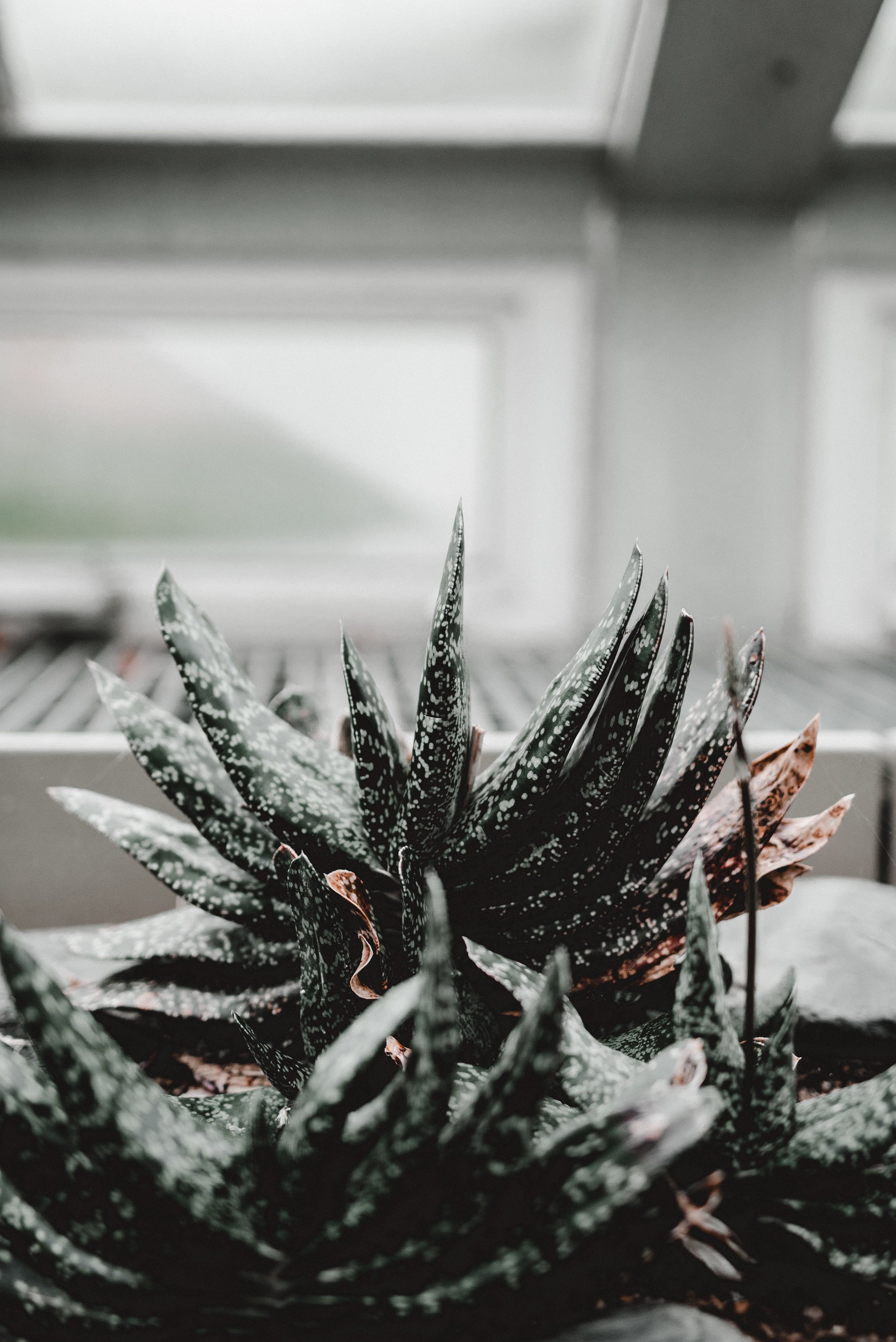 succulent with withered leaves on a windowsill