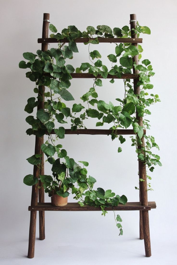 Wooden-Ladder-for-Climbing-Plant.jpg