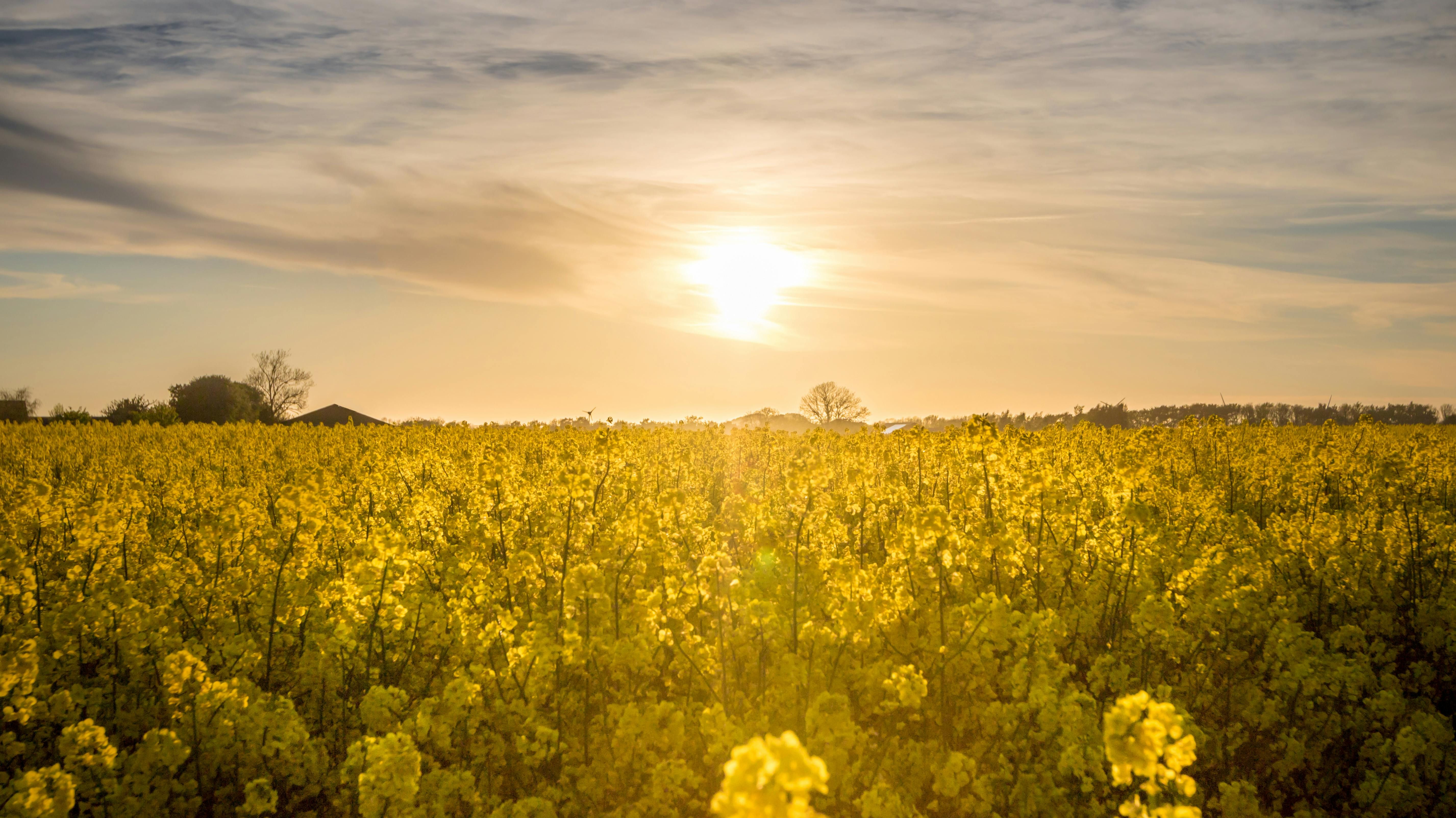 Yellow flowers in a field during sunset