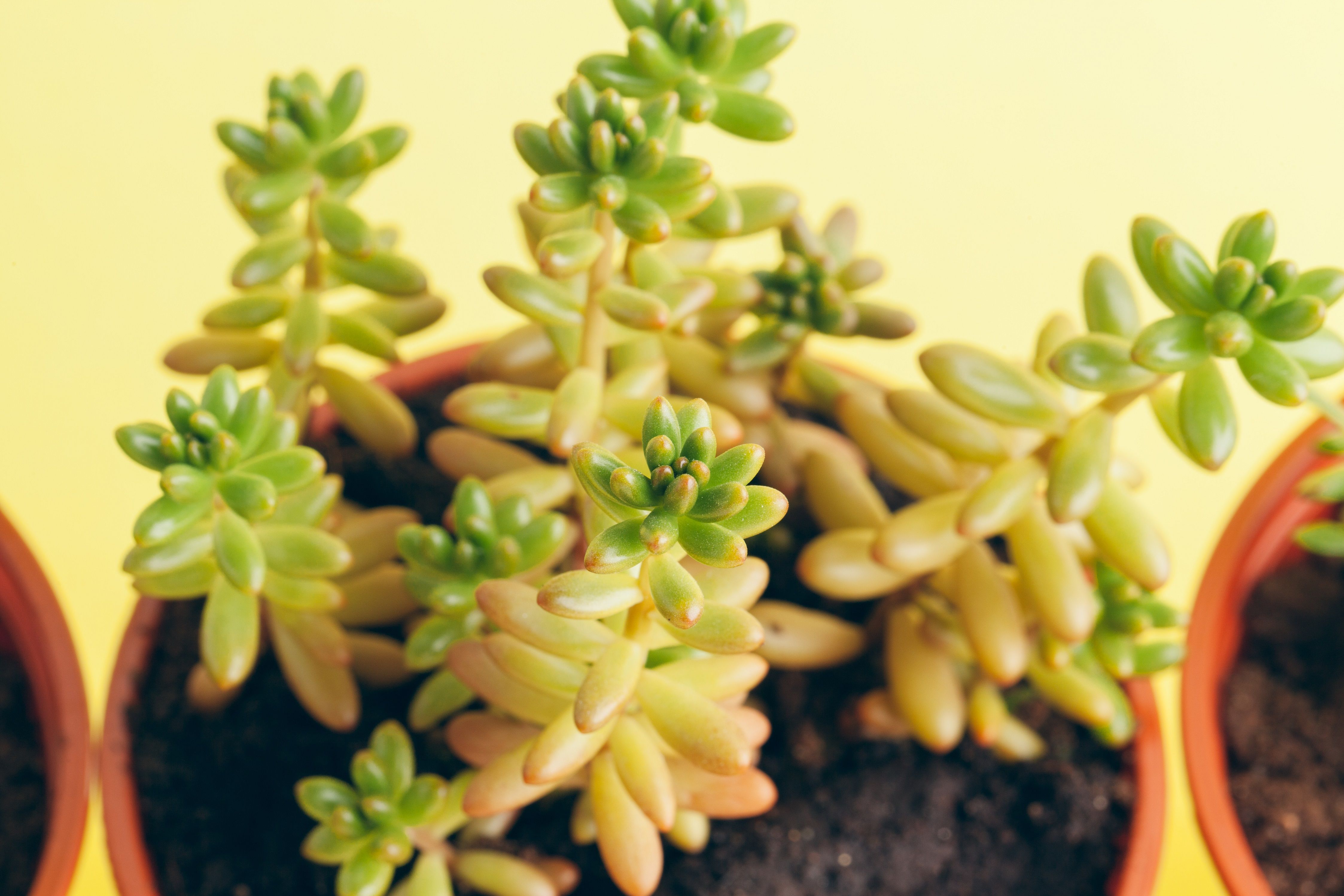 Succulent plant with leaves turning yellow