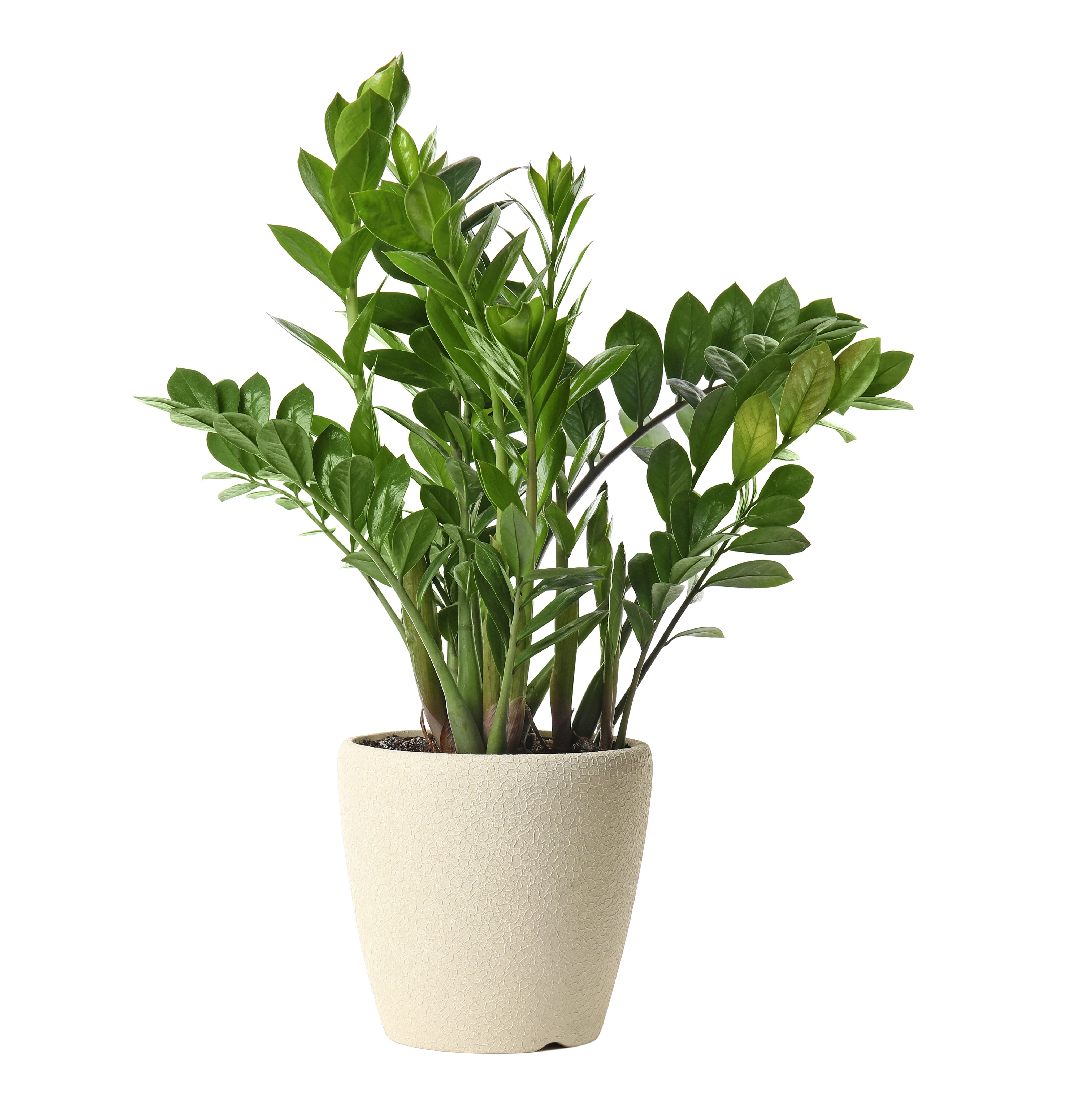 ZZ plant in a white pot in front of a white background