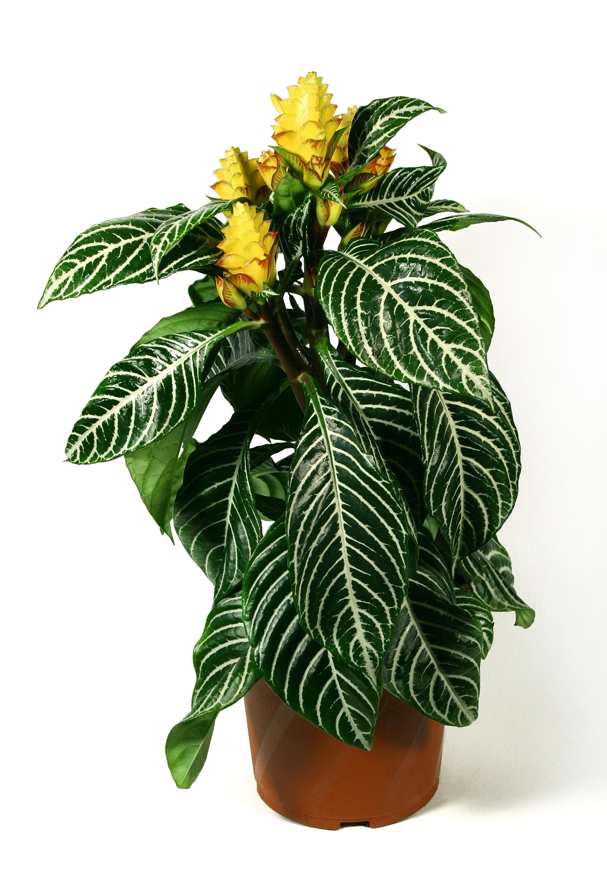 Blossoming Zebra plant in brown flowerpot on white background