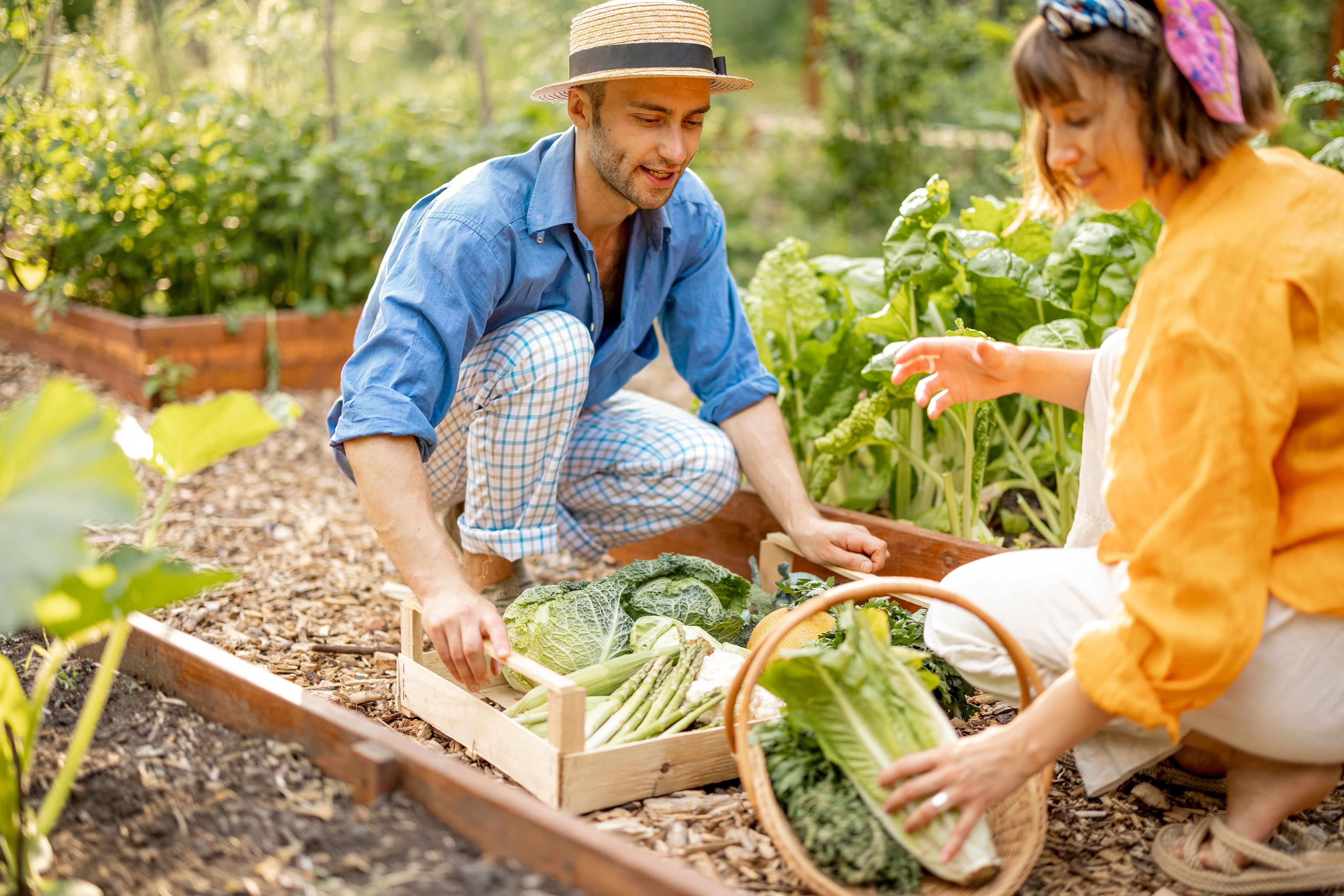 Man and woman pick up fresh lettuce, harvesting local grown greens and vegetables from raised bed garden.