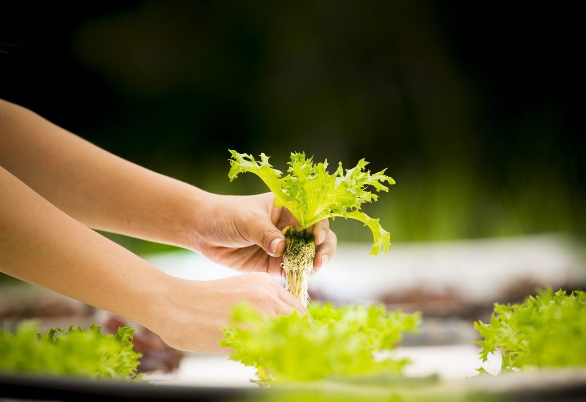 holding-vegetables.jpg
