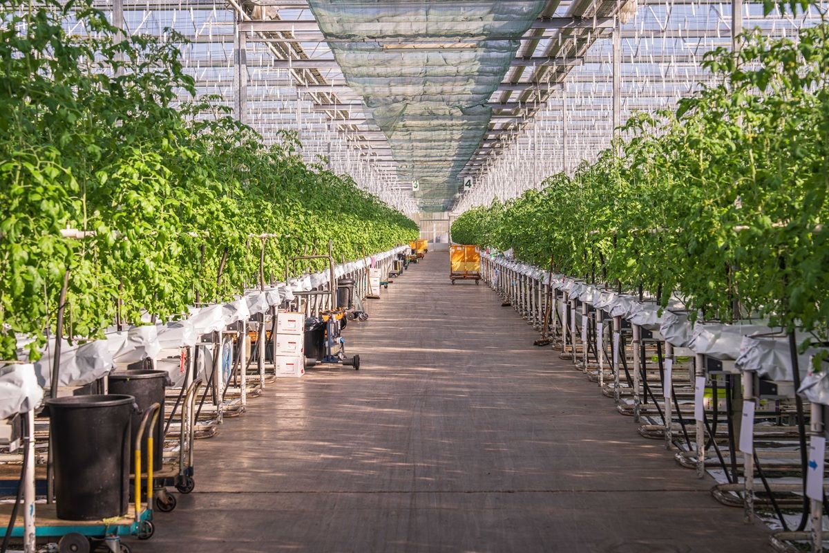 hydroponic-garden.jpg