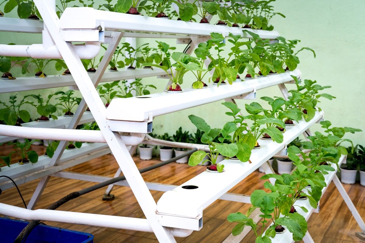 hydroponic-garden.jpg