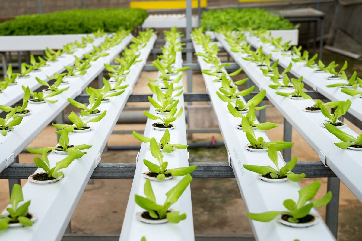 hydroponic-garden.jpg