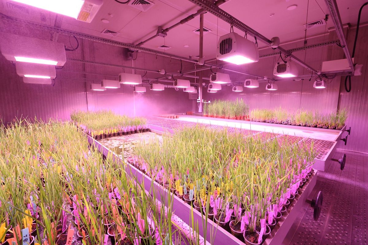 High-tech indoor hydroponic garden using LED lights.