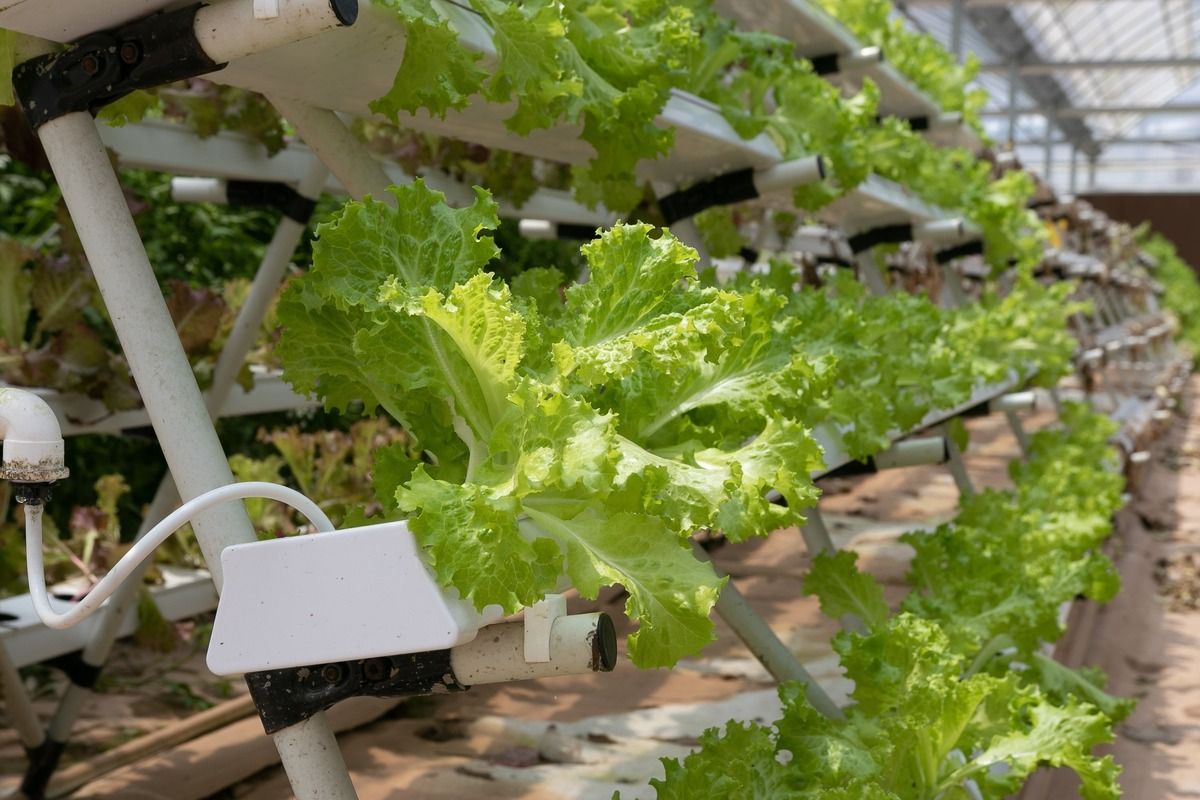 hydroponic-lettuce.jpg