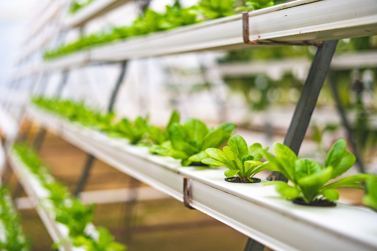 hydroponic-lettuce-plant.jpg