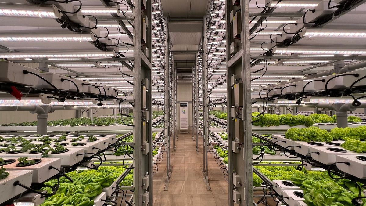 hydroponic-light.jpg