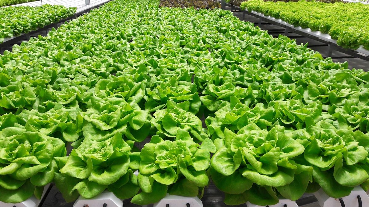 hydroponic-plant-garden.jpg