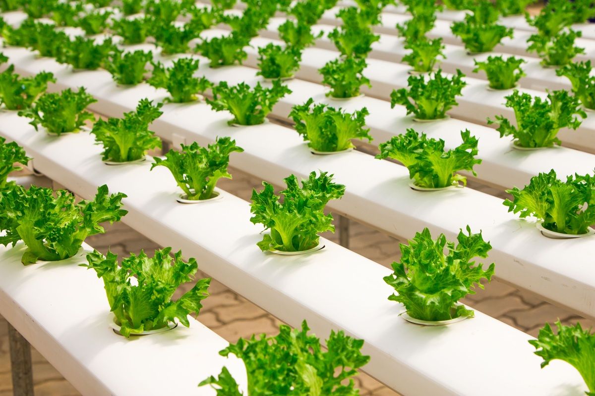 hydroponic-plants-in-hydroponic-garden.jpg