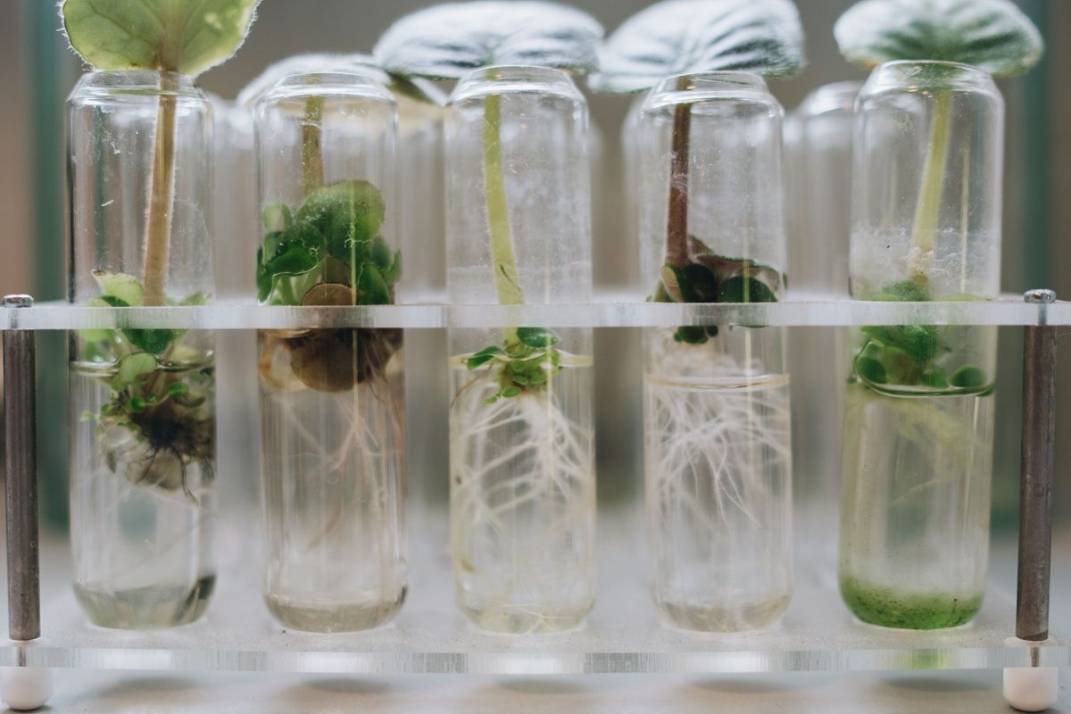 hydroponic-setup.jpg