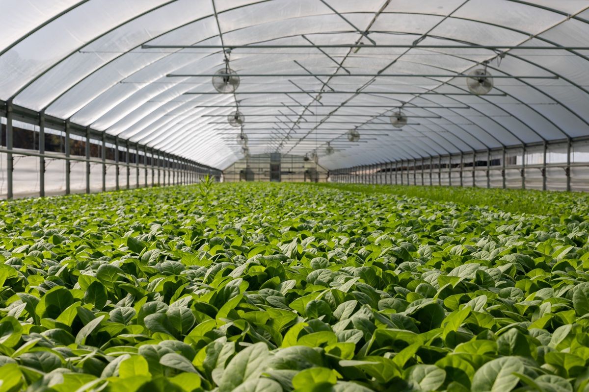 massive-hydroponic-garden.jpg