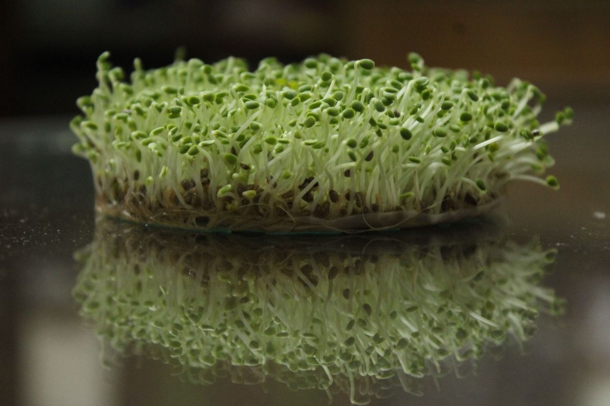microgreens-in-hydroponic-setup.jpg