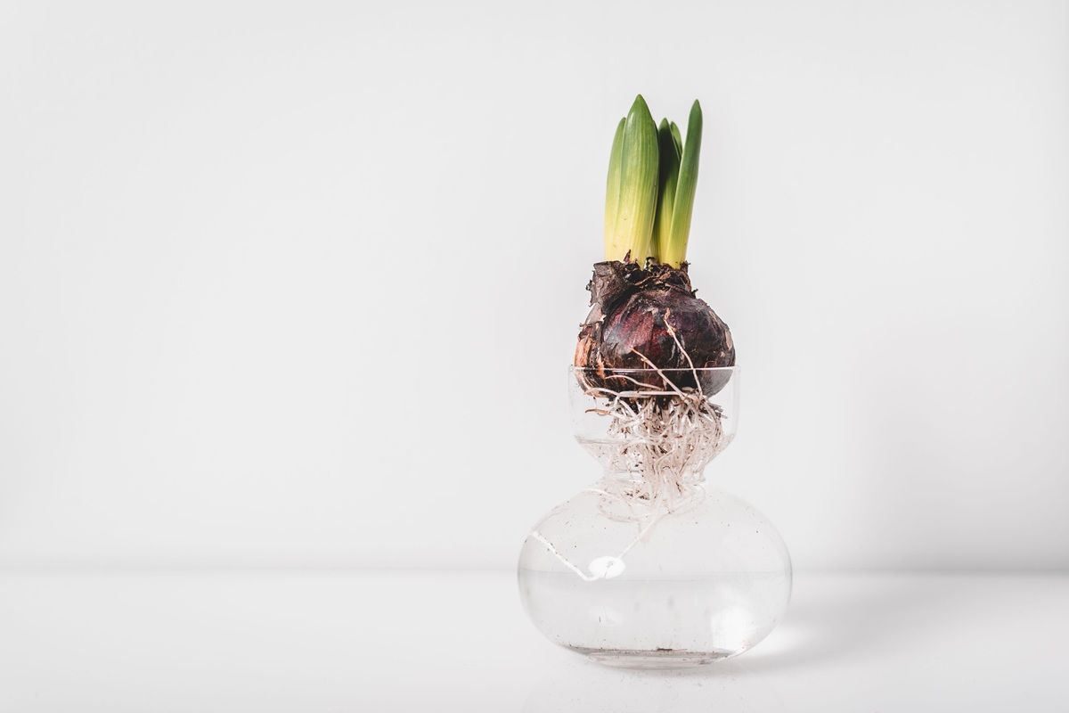 simple-hydroponic-plant-growing.jpg