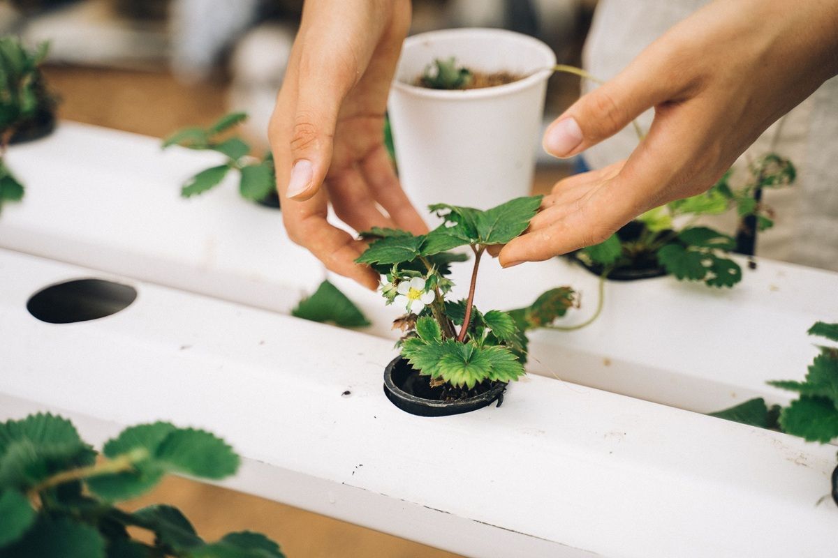 Hands nurturing a young strawberry plant in a hydroponic setup.