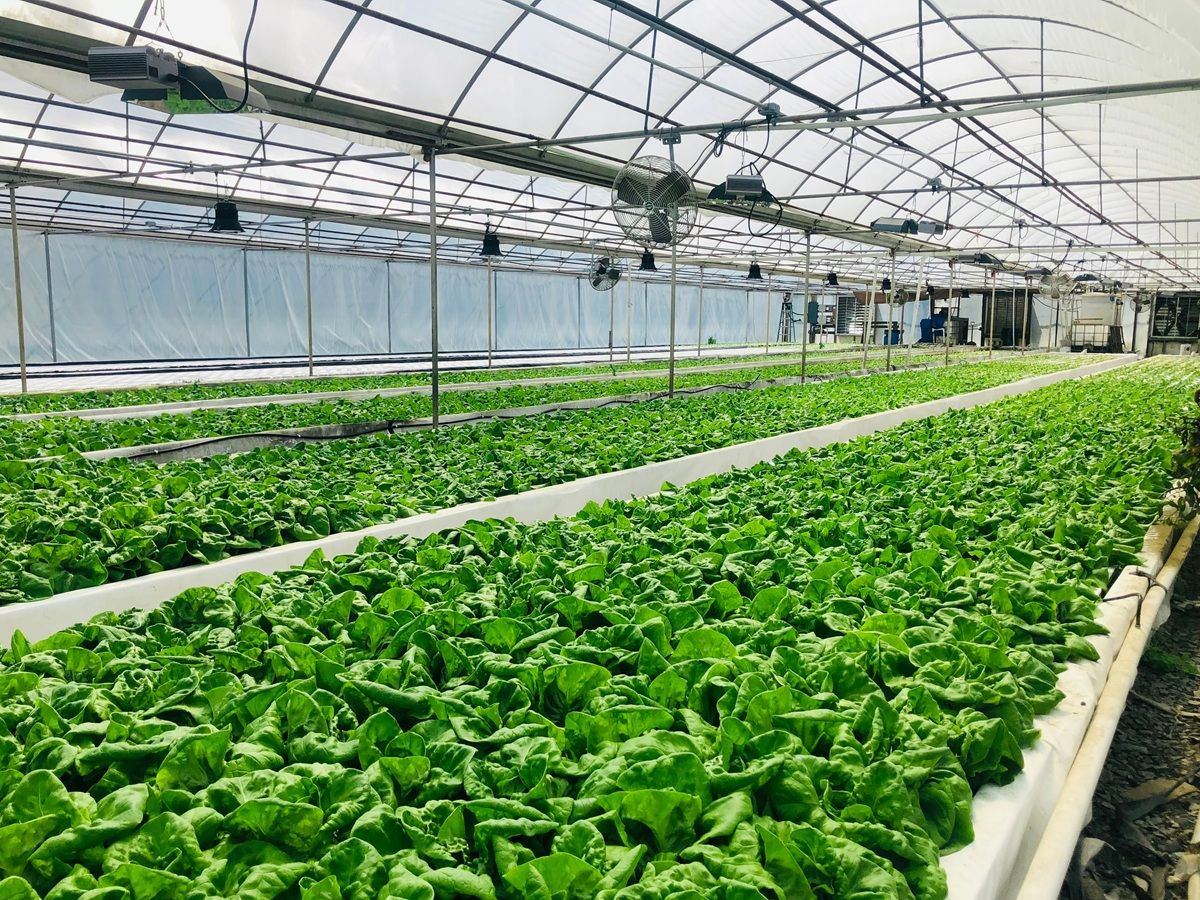 temp-control-hydroponic-garden.jpg