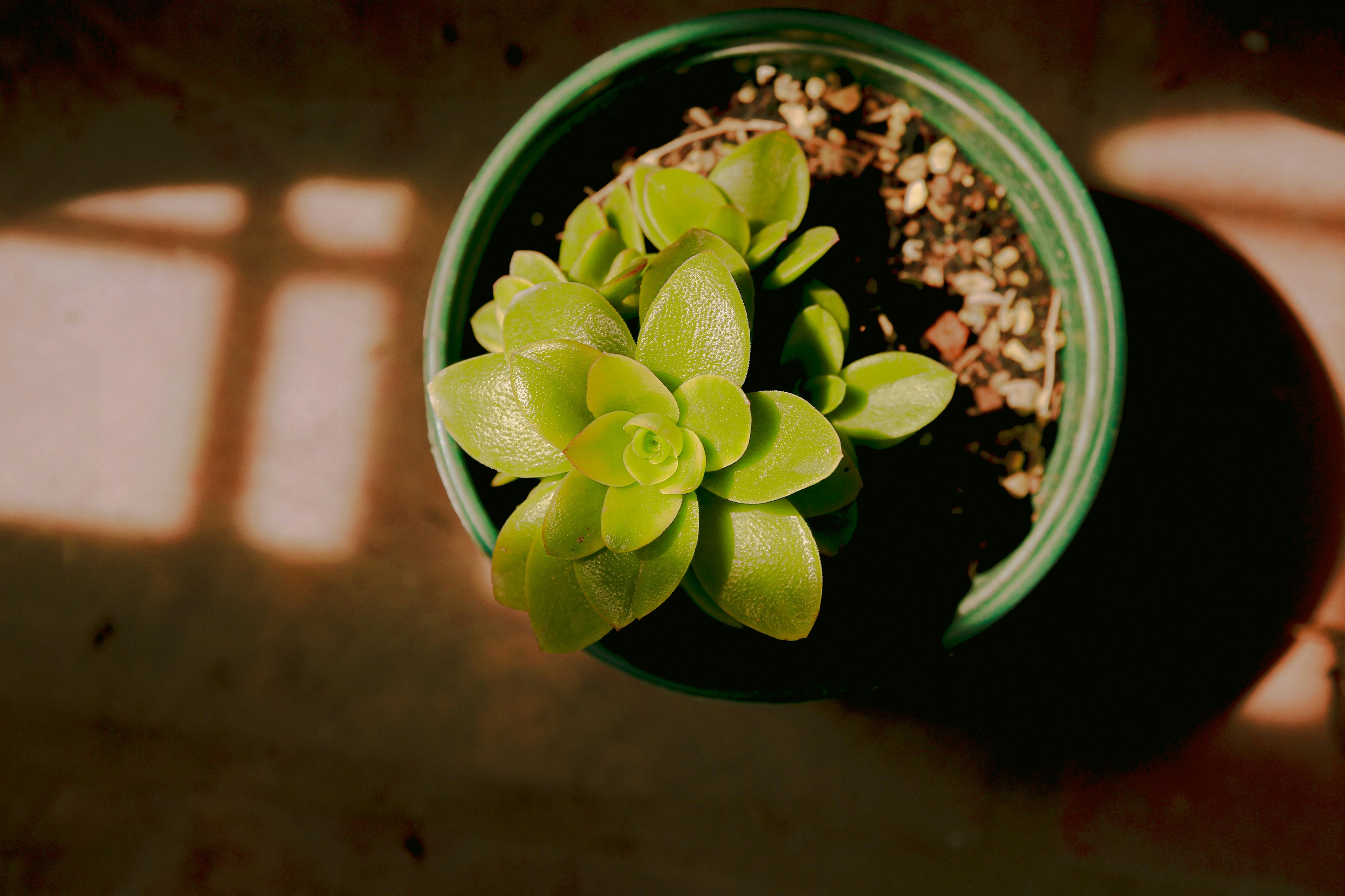 Succulent plant with offshoots in a pot